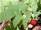 Fruit and leaves Rubus rosifolius (roseleaf raspberry, thimbleberry, olaa); fruit and leaves. Makawao Forest Reserve, Maui, Hawaii, USA. April, 2003.