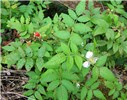 Habit Rubus rosifolius (roseleaf raspberry, thimbleberry, olaa); habit, showing flowers and fruits. Polipoli, Maui, Hawaii, USA. December, 2004.