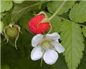 Flower and fruit Rubus rosifolius (roseleaf raspberry, thimbleberry, olaa); flower and fruit. Hana Hwy, Maui, Hawaii, USA. August, 2002