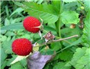 Ripe fruit Rubus rosifolius (roseleaf raspberry, thimbleberry, olaa); ripe fruit and leaves. Honokowai Ditch Trail, Maui, Hawaii, USA. June, 2010.
