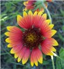 Flowers Gaillardia pulchella (indian blanket, melekula wai kahuli, waikahuli) typical red flowers. Texas, USA. January, 2003.