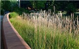 Habit Miscanthus sinensis (eulalia, Chinese silvergrass); foliage and habit. USA, 2007.
