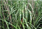 Foliage and habit Miscanthus sinensis (eulalia, Chinese silvergrass); foliage and habit. USA, 2004.