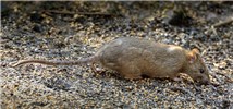 Adult Rattus norvegicus (brown rat); adult, feeding on seed dropped from a bird feeder. Pennington Flash, nr Leigh, Lancashire, UK. February, 2009.