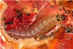 Larval damage Tuta absoluta (tomato leafminer); larval damage on tomato (Lycopersicon esculentum).