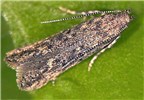 Adult Tuta absoluta (tomato leafminer); adult at rest.