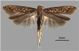 Adult Tuta absoluta (tomato leafminer); adult male. Museum set specimen. (Note scale)