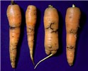 Damage Psila rosae (carrot root fly); larval damage to carrots.