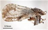 Adult, museum set specimen Diaphorina citri (Asiatic citrus psyllid); adult, museum set specimen. East Timor KAB DILI, ex. sweeping Fortunella japonica. 30 January, 2000. Adults 3-4 mm long, body brown mottled, head light brown. Forewing broadest apical half, mottled with brown band extending around periphery of outer half of wing, the band slightly interrupted near apex. Antennae with black tip and two small light brown spots on middle segments. Living insect covered with whitish, waxy, secretion, making it appear dusty.