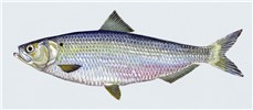 Artwork of adult fish Alosa aestivalis (blueback herring); artwork of adult fish.