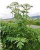 Habit Heracleum persicum (Persian hogweed); mature plant growing on a roadside. Nr Tromsø, Norway. July, 2014.