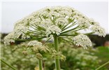 Umbel at anthesis Heracleum persicum (Persian hogweed); a single umbel at anthesis. Nr Tromsø, Norway. July, 2014.