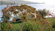 Fruits in primary umbels Heracleum persicum (Persian hogweed); development of fruits in primary umbels. Secondary umbels withered without any seed production. Nr Nordkjosbotn, Norway. August, 2013.