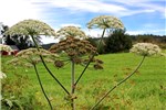 Flowering phenology Heracleum persicum (Persian hogweed); temporal variation in the flowering phenology between primary and secondary umbels. Note that the primary umbels cosists of mature fruits (mericarps) whereas secondary umbels are at anthesis. Norway. August, 2013.