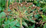 Dry fruits Heracleum persicum (Persian hogweed); dry fruits at the end of August. Nearly half of the fruits are already dispersed. Nr Nordkjosbotn, Norway. August, 2013.
