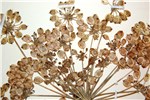 Seed morphology Heracleum persicum (Persian hogweed); seed morphology, herbarium specimen. Norway. June, 2012.
