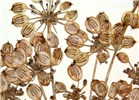 Seed morphology Heracleum persicum (Persian hogweed); close-view of seed morphology, herbarium specimen. Norway. June, 2012.