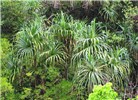 Habit Pandanus tectorius (screwpine, hala); habit. Hana Hwy, Maui, Hawaii, USA. June, 2009.
