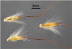 Spikelets Bothriochloa ischaemum (yellow bluestem); spikelets.