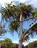 Habit Pandanus tectorius (screwpine, hala); habit. Ohialani Haiku, Maui, Hawaii, USA. July, 2012.