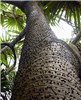 Trunk Pandanus tectorius (screwpine, hala); trunk. Kiphahulu Haleakala National Park, Maui, Hawaii, USA. April, 2004.