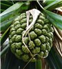 Fruit Pandanus tectorius (screwpine, hala); unripe fruit. Nr Midway Memorial, Sand Island, Midway Atoll. June, 2008.