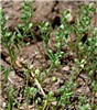 Habit Alyssum desertorum (desert madwort); habit (with seeds) in gravel areas near Long John's Meadow, Tuolumne County, California, USA. June, 2011.