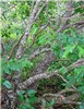 Habit Cinnamomum burmanni (padang cassia); habit, bark and foliage. West Poelua, West Maui, Maui, Hawaii, USA. May, 2009.
