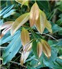 Leaves Cinnamomum burmannii (Padang cassia); young leaves. Haiku, Maui, Hawaii, USA. February, 2009.