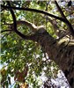 Canopy and trunk Cinnamomum burmannii (Padang cassia); canopy and trunk. Kahana, Maui, Hawaii, USA. October, 2011.
