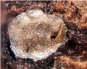 Adult Hemiberlesia lataniae (latania scale); adult on avocado (Persea americana). Intercepted on avocado from Argentina, in Atlanta, Georgia, USA.