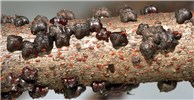 Adults Paratachardina pseudolobata (lobate lac scale); adults. Florida, USA.