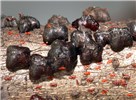 Adults Paratachardina pseudolobata (lobate lac scale); close-up of adults. Florida, USA.