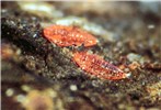 Nymphs Paratachardina pseudolobata (lobate lac scale); nymphs. Florida, USA.