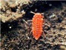 Nymph Paratachardina pseudolobata (lobate lac scale); nymph. Florida, USA.