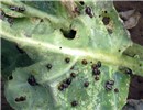 Damage symptoms Bagrada hilaris (painted bug); several stages of bugs on heat and drought-stressed collard greens plant (Brassica oleracea var. acephala). The characteristic damage to the plant made by the insects sucking juices from the leaves is evident. On thick leaves, like these collard greens, the bugs leave white scars on the surface. On thinner leaves, like mustard greens, the damage causes papery, whitish, patches. Los Angeles, California, USA. October 2010.