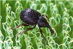 Adult Cyrtobagous salviniae (salvinia weevil); adult on Salvinia. As a bio-control, this 4mm long weevil is highly effective in reducing giant salvinia infestations.