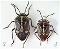 Adults Bagrada hilaris (painted bug); adult male and female. Museum set-specimens. USA.