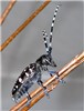 Adult Anoplophora glabripennis (Asian longhorned beetle); adult female, lateral view. US Forest Service Quarantine Facility, Connecticut, USA.