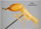 Soldier Coptotermes formosanus (Formosan subterranean termite); soldier, lateral view. Honolulu, Hawaii, USA. May, 1995.