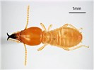 Soldier Coptotermes formosanus (Formosan subterranean termite); soldier, dorsal view. Honolulu, Hawaii, USA. May, 1995.