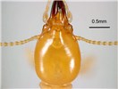 Head Coptotermes formosanus (Formosan subterranean termite); head of soldier, dorsal view. Honolulu, Hawaii, USA. May, 1995.