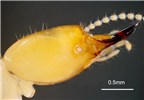 Head Coptotermes formosanus (Formosan subterranean termite); head of soldier, lateral view. Honolulu, Hawaii, USA. May, 1995.
