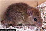 Adult Rattus exulans (Pacific rat); adult, captive specimen.