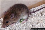 Adult Rattus exulans (Pacific rat); adult, captive specimen.