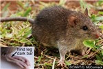 Adult Rattus exulans (Pacific rat); adult, wild specimen. Note the charteristic marking on the hind legs.