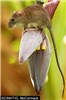 Adult Rattus exulans (Pacific rat); adult, wild specimen on a banana flower.