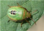Nymph Piezodorus guildinii (red-banded stink bug); late instar nymph (note developing wing buds). USA.