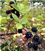 Fruits and foliage Rubus armeniacus (Himalayan blackberry); fruits and foliage. Oregon, USA. July, 2004.