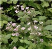 Flowers and foliage Rubus armeniacus (Himalayan blackberry); flowers and foliage. Oregon, USA. June, 2005.